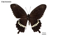 藏品(玉帶鳳蝶)的圖片